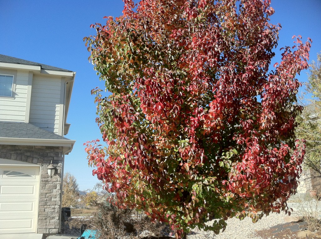 Fall reds