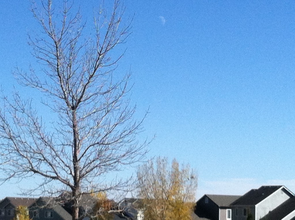 Winter is coming. Some leaves are already gone.