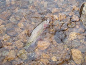 Slough Creek cutt