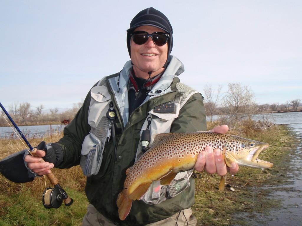 A nice brown on the Bighorn River