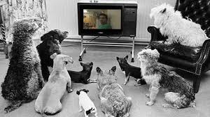 dogs watching tv