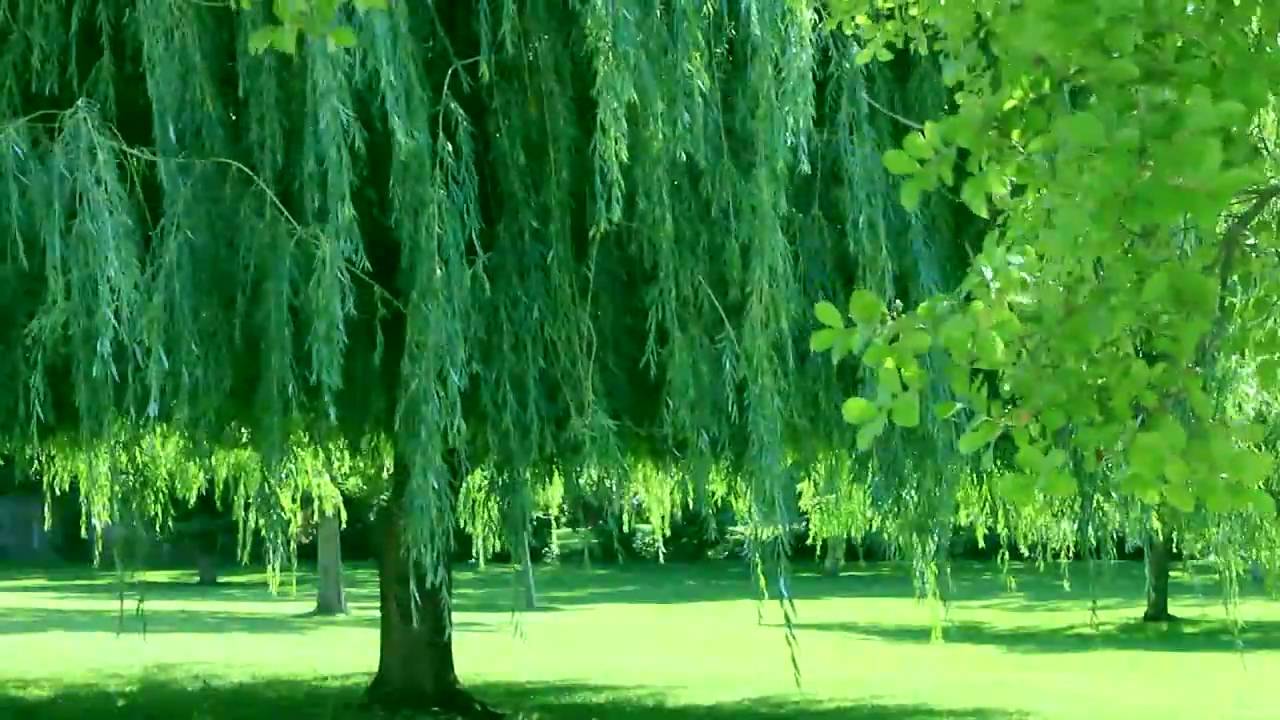 youtube placeholder image